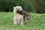 CAIRN TERRIER 514